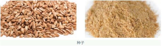 经研磨仪研磨后的种子对比图