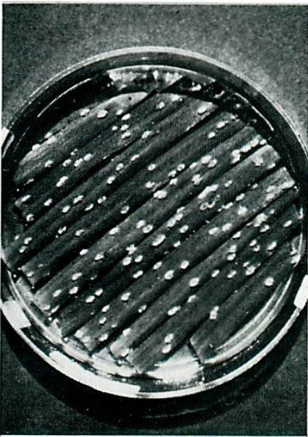 英国BURKARD高流量喷气式孢子和颗粒采样器